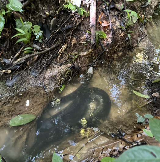 Afternoon Jungle Walk Amazon River Anaconda