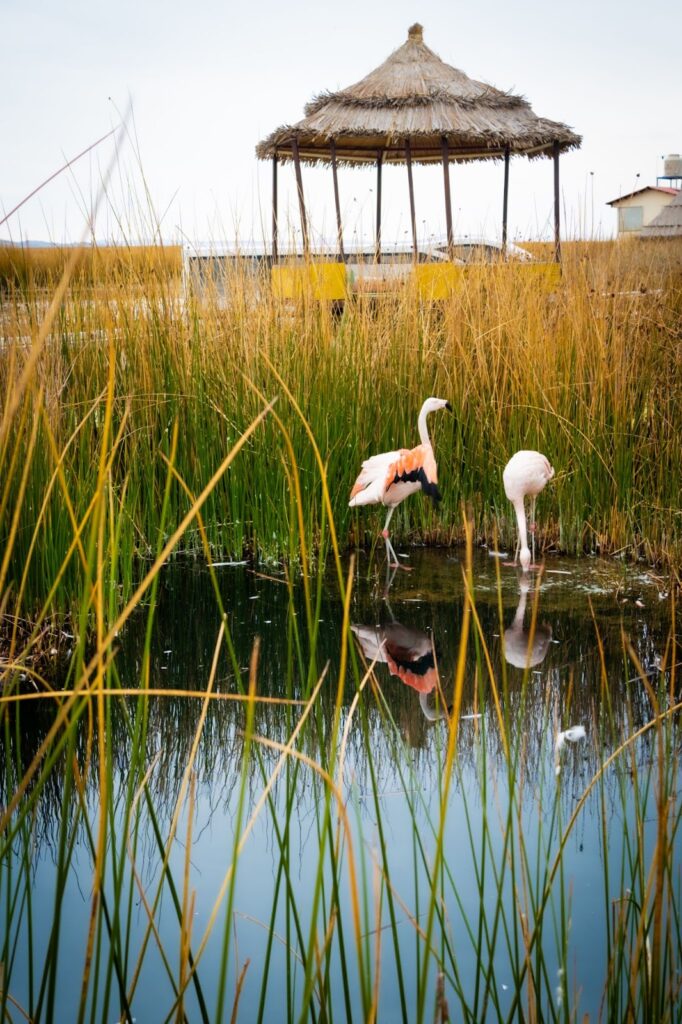 flamingos in the water near Lake Titicaca