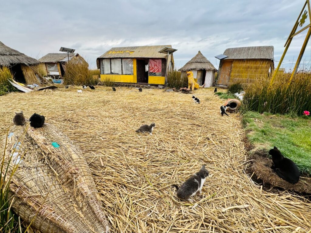 cats roaming around the floating islands of Peru