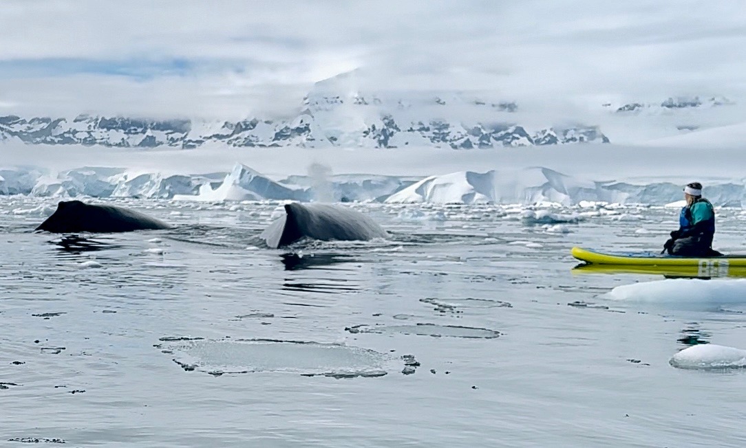 Sky paddle boarding with humpback whales