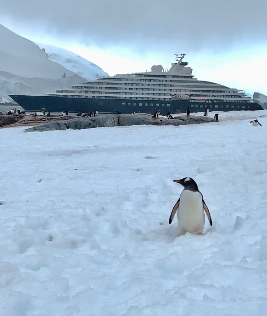 Gentoos & Elephant Seals on Pleneay Island, Antarctica
