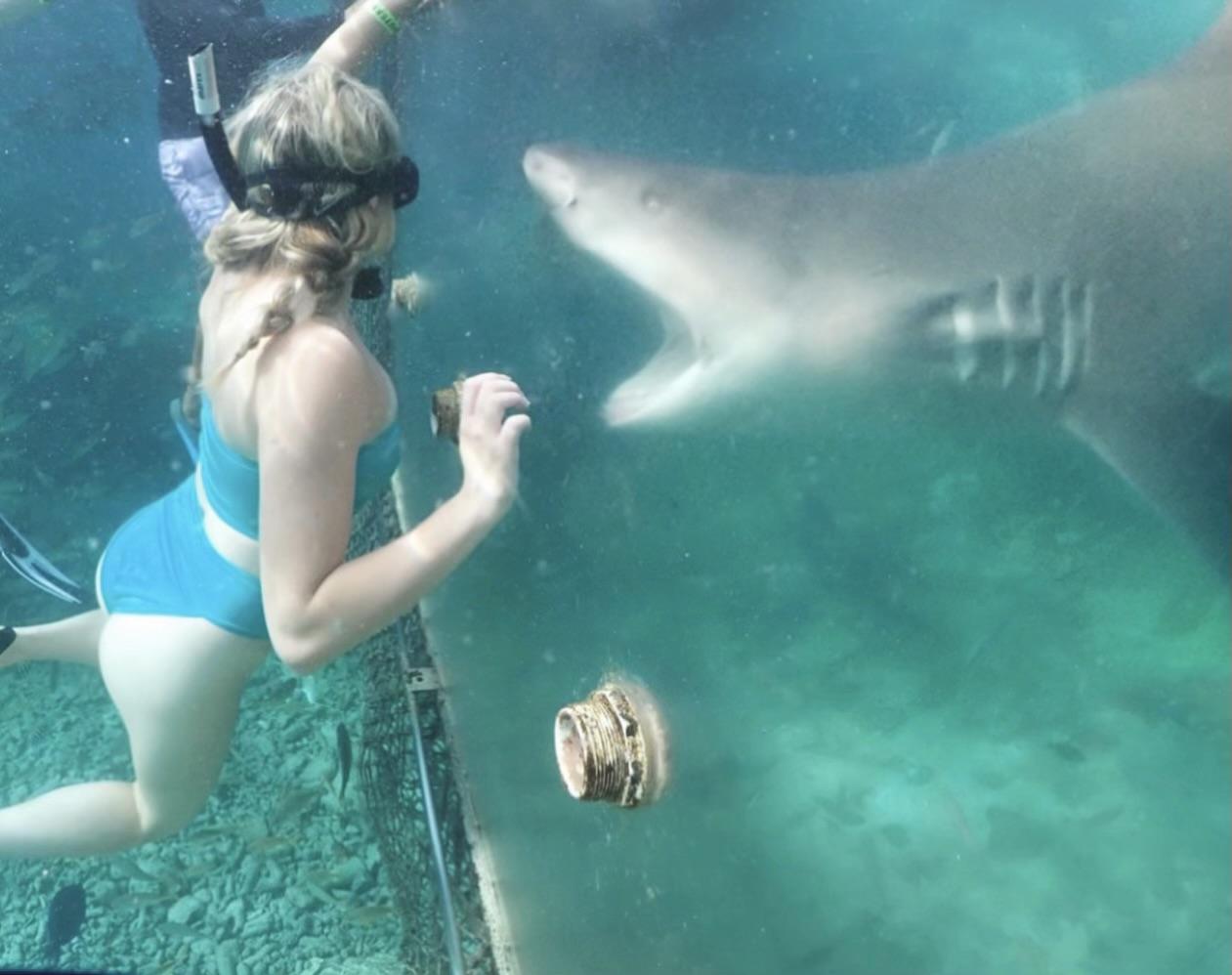 Feeding Great Whites in Curaçao