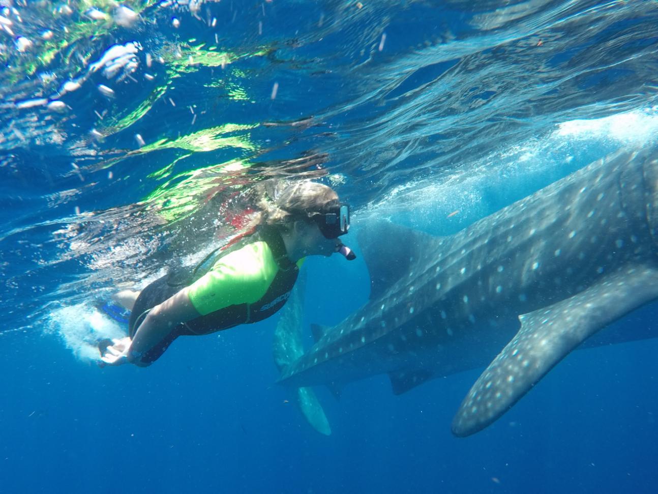 Swimming with Whale Sharks in Mexico