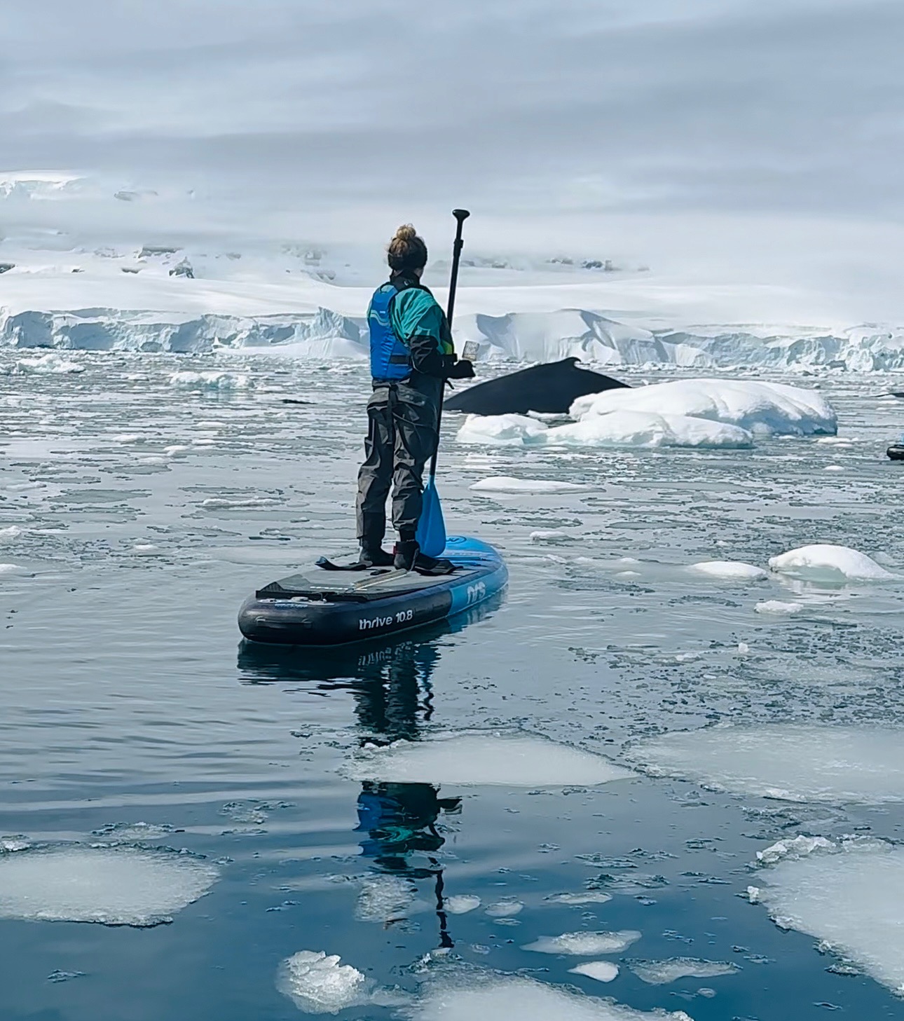 Sky paddle boarding with humpback whales