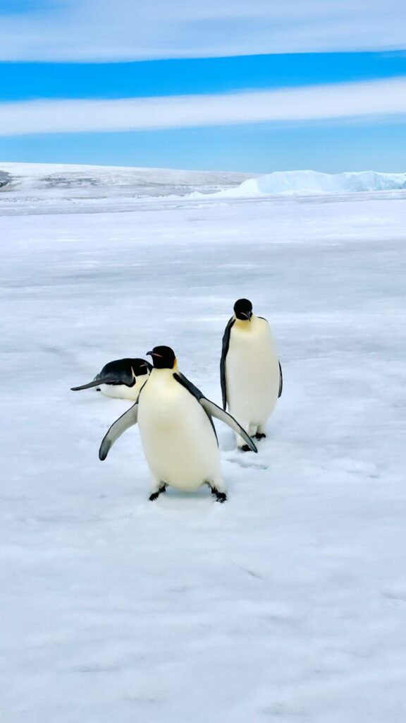 3 penguins on snow hill island antarctica