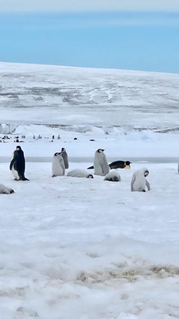 baby penguins on snow hill island antarctica