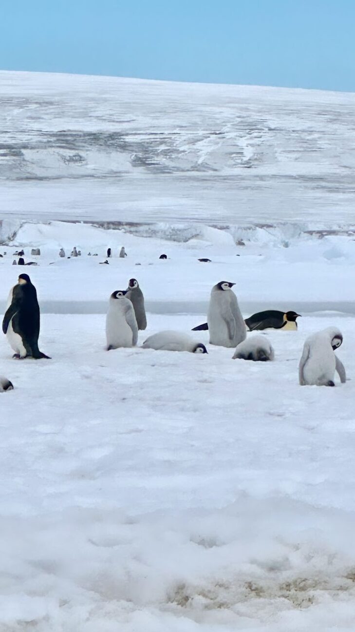 penguin colonies on snow hill island