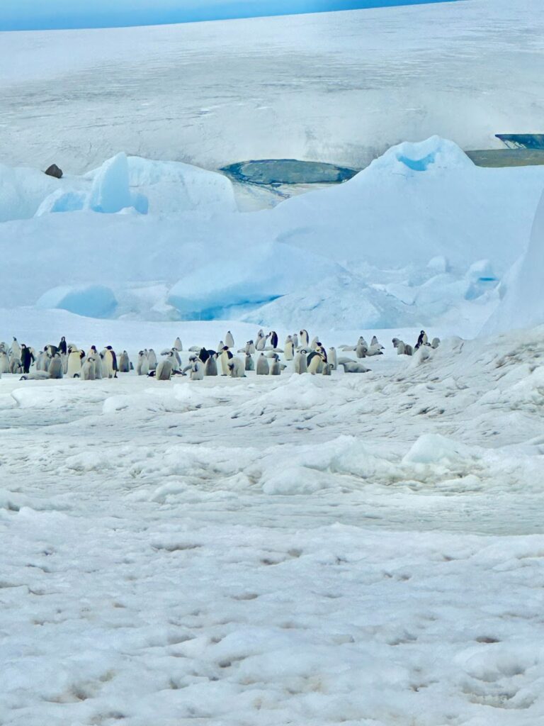 colony of penguins on snow hill island off in the distance