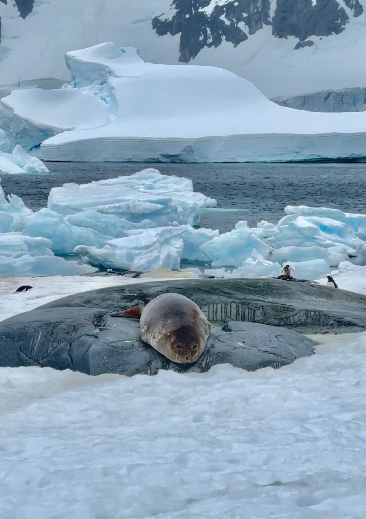 Gentoos & Elephant Seals on Pleneay Island, Antarctica